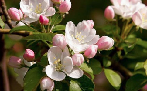 我喜爱的海棠花作文