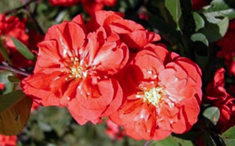 我心目中的海棠五年级作文