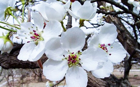 海棠花小学优秀作文