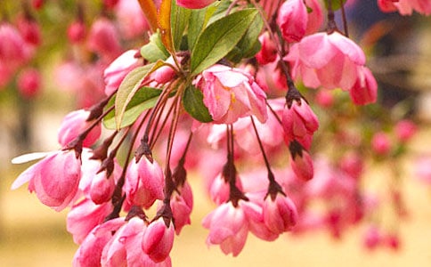 可爱的海棠花作文