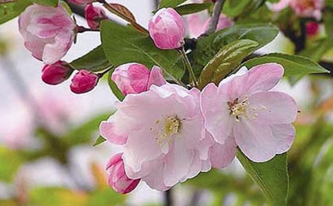 时光海棠时光钟表高中作文