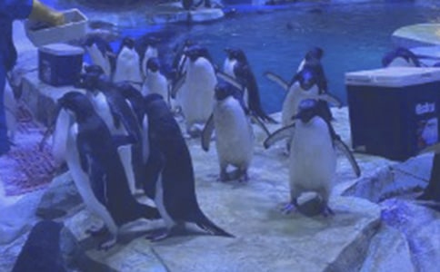 四年级海洋公园的作文