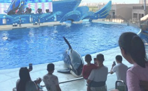 游海洋公园作文500字