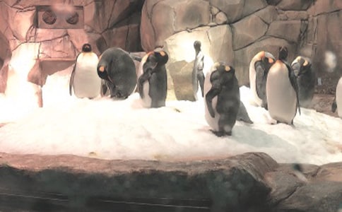 游香港海洋公园450字作文