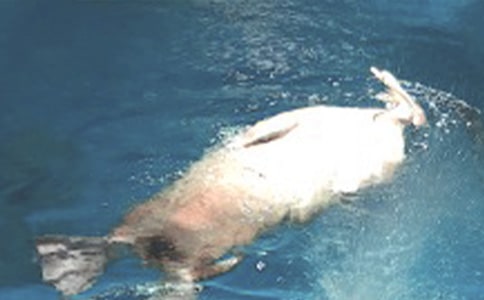 香港海洋公园优秀作文