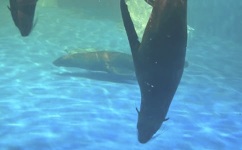 香港海洋公园游五年级作文450字