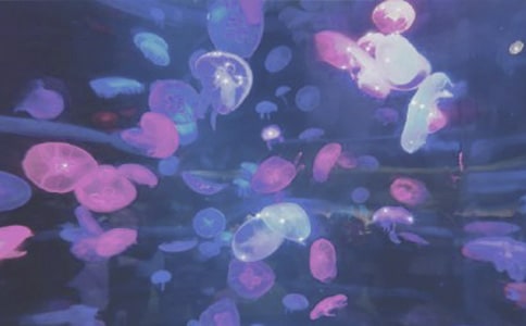 海洋公园作文450字