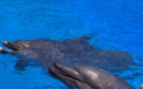 太平洋看海豚三年级作文