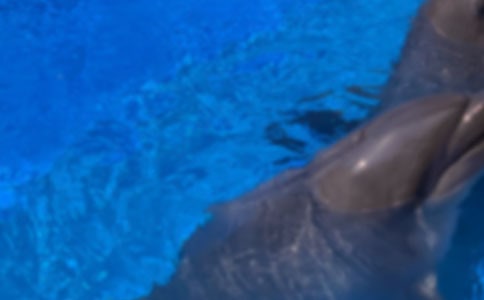 海豚湾没有恋人高三作文