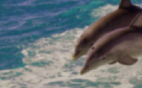 海豚的自述六年级作文