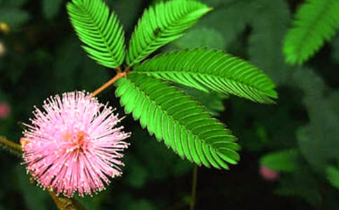 阳光下的含羞草作文