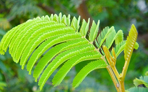 种含羞草四年级作文400字