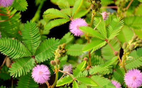 四年级含羞草的作文