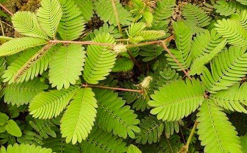 害羞的含羞草五年级优秀作文