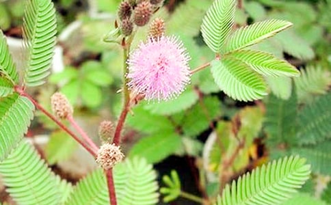 含羞草的自述初一作文