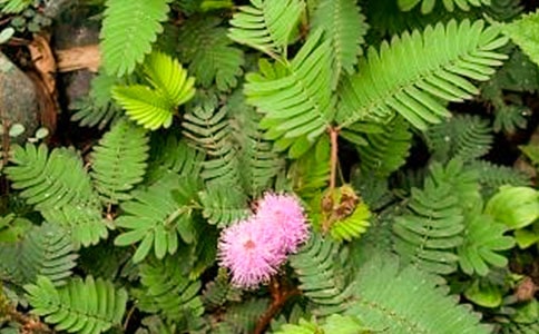 含羞草五年级状物作文250字