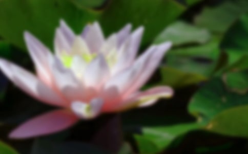 金湖荷花荡一日游五年级作文