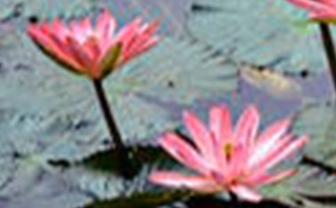 荷花小学生作文250字