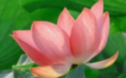 雨后看荷花作文