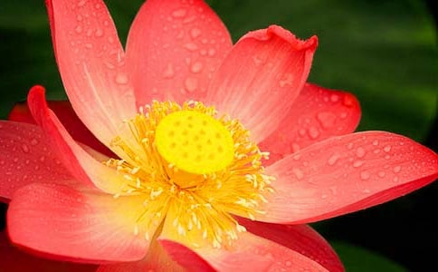 赞美荷花作文(合集15篇)