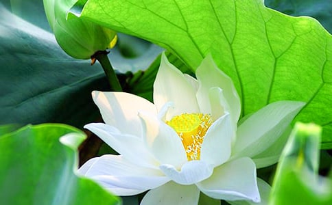 荷花的启示的小学作文