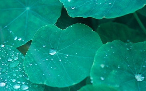 《失败的荷叶沉浮》高三作文