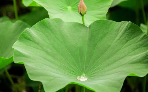 荷叶的启示作文(4篇)