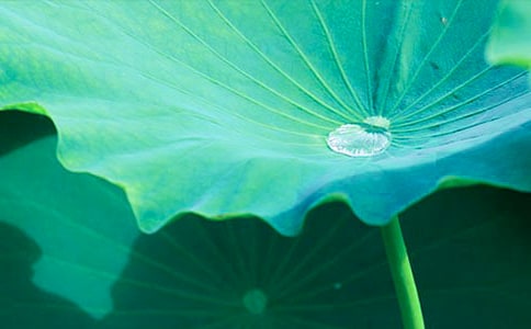 荷叶上的露珠四年级作文