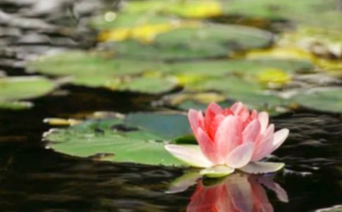 世界需要和平初一优秀作文