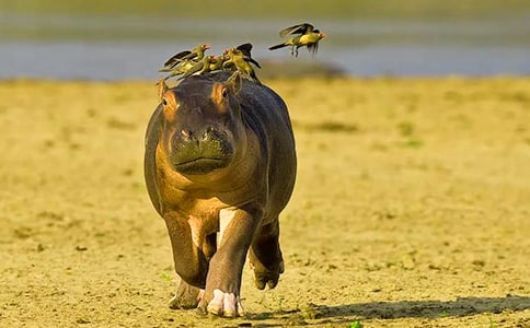 河马和猴子三年级作文