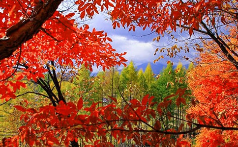 又到红叶烂漫时-高二作文素材