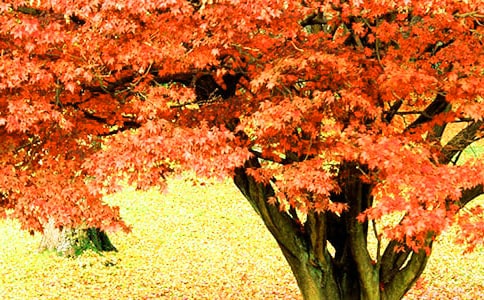 美丽的红叶谷高一作文500字