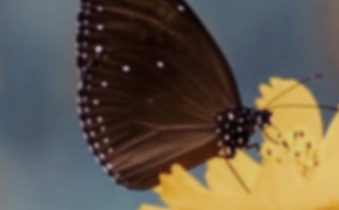 参观《世界珍稀蝴蝶展》四年级作文