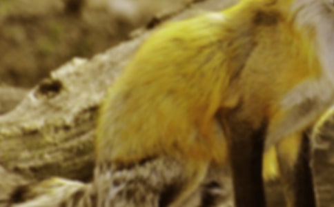 《狐狸报恩》读后感四年级作文