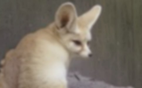 野鸦和狐狸作文