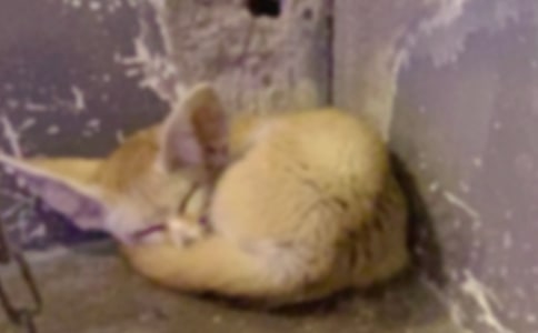 《狐狸和乌鸦》小学生作文(精选10篇)