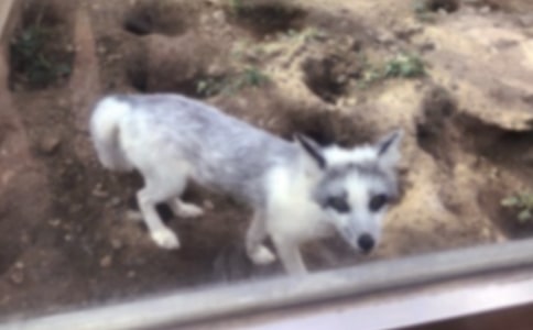 小狐狸的收获作文