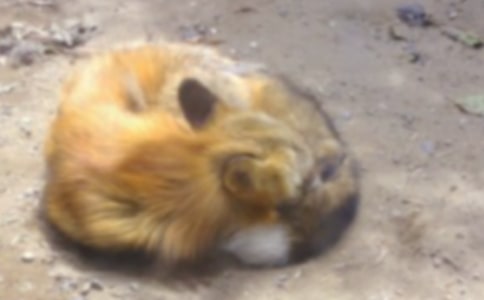 狐狸和乌鸦续写作文【荐】