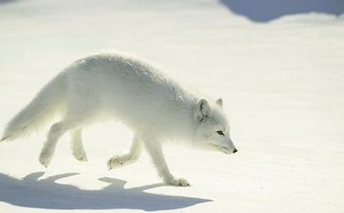 狐狸学写真实六年级作文