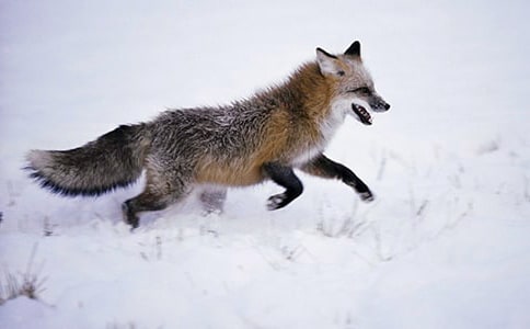 读《小狐狸买手套》有感作文