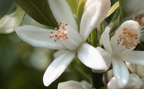 开在心中的花朵初三优秀作文