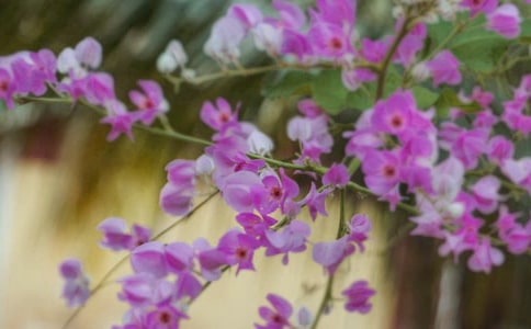 开在记忆深处的花朵初二作文850字