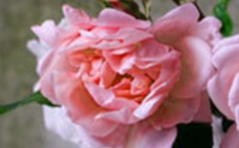 快乐,让心灵开出花朵作文