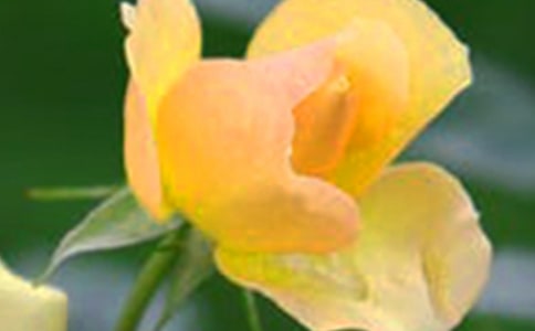 开在记忆深处的花朵初三作文600字