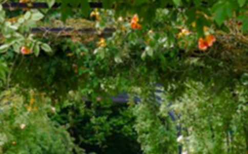 斑斓的花园高二优秀作文