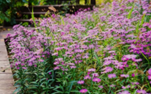 梦想的花园优秀作文