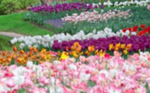 凤凰花园小学作文