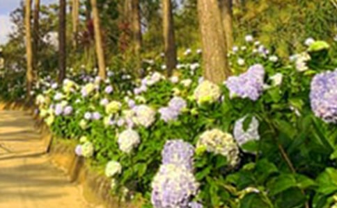 心灵的花园八年级作文