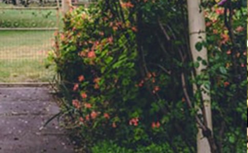 美丽的花园二年级学生作文