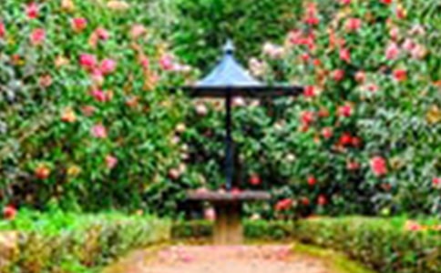 美丽的大花园小学四年级作文